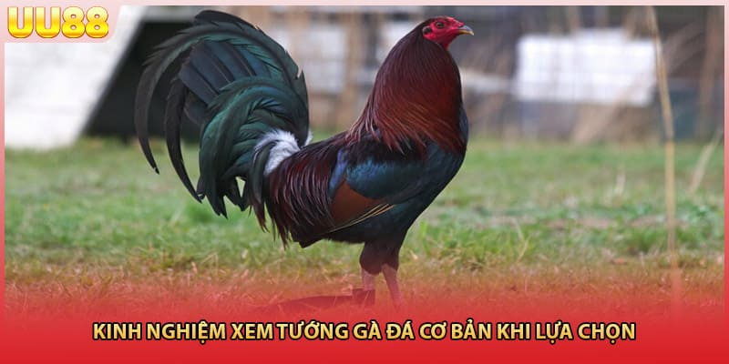 Kinh nghiệm xem tướng gà đá cơ bản khi lựa chọn 