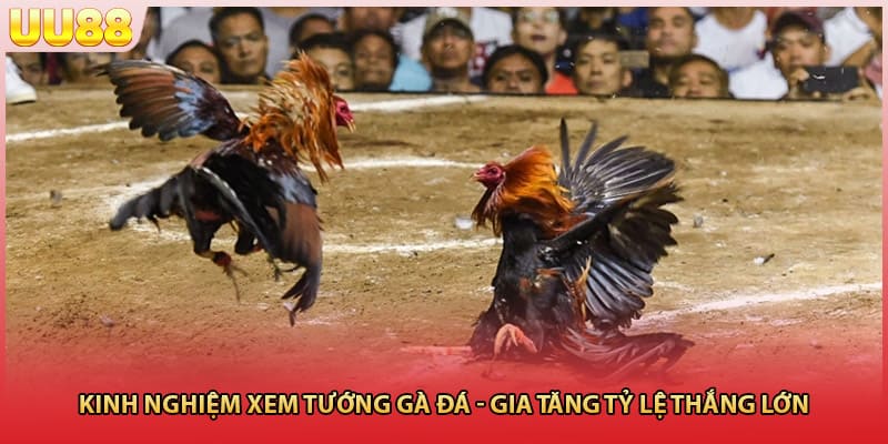 Kinh nghiệm xem tướng gà đá
